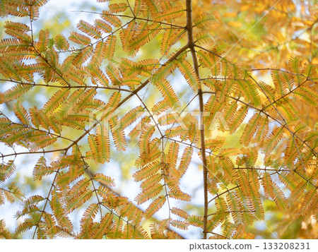 The yellow leaves of Metasequoia 133208231