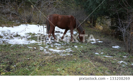 Brown horse grazing on grass near patches of snow in forested area 133208269