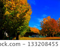 岐阜市大丘公園的秋葉 岐阜市大丘公園的秋葉 133208455