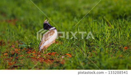 Little Bustard, Spain 133208541
