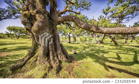 Mystical Fanal Forest, Madeira, Portugal 133208549