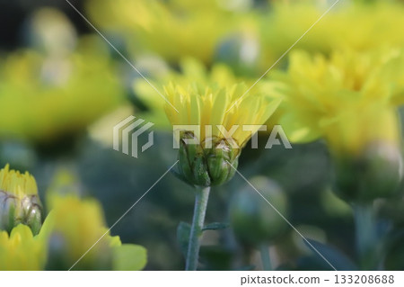 秋日花園裡盛開著美麗的黃色菊花 133208688