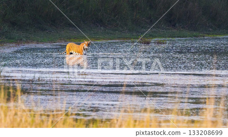 Bengal Tiger, Royal Bardia National Park, Nepal Bengal Tiger, Royal Bardia National Park, Nepal 133208699