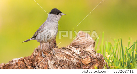 Blackcap, Spain 133208711