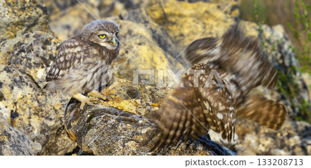 Little Owl, Spain 133208713