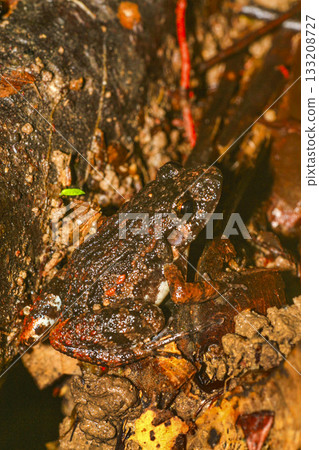 Tropical Frog, Amazonia 133208727