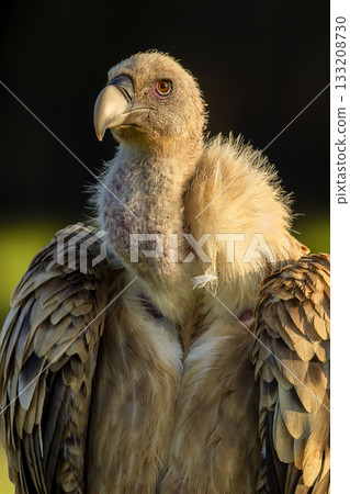Eurasian Griffon Vulture, Spain 133208730
