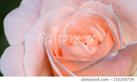 Wildflower, Sierra de Guadarrama National Park, Spain 133208734