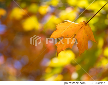 Orange autumn leaves of sugar maple 133208944