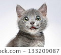 A cute grey kitten gazing with round eyes 133209087