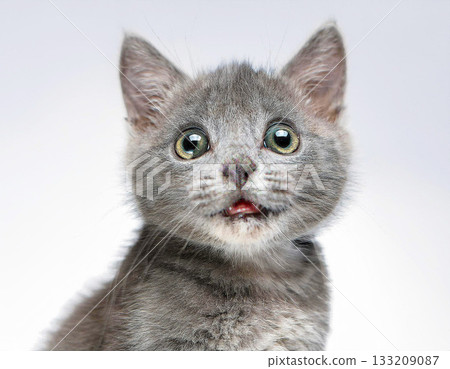 A cute grey kitten gazing with round eyes A cute grey kitten gazing with round eyes 133209087