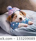 A cute puppy sleeping peacefully on his back in his pajamas and wearing a nightcap 133209089