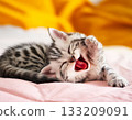 Baby cat stretching and rolling around on the bed 133209091