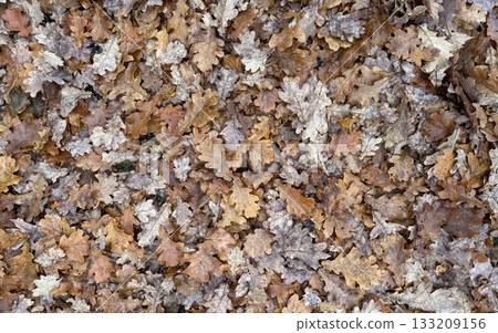 The fallen leaves of dead oak trees cover the ground, creating a carpet-like scene that gives a sense of autumn's deepening. 133209156