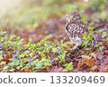 Portrait of little owl looking at the camera 133209469