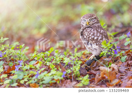 Portrait of little owl looking at the camera Portrait of little owl looking at the camera 133209469