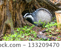 European badger is posing in front of an  old stump. 133209470
