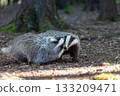 Pair of European badgers are fighting each other in the forest. 133209471