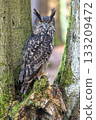 Eurasian eagle owl (Bubo Bubo) is looking at the camera. 133209472