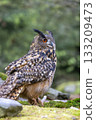Timid Eurasian eagle owl (Bubo Bubo) is sitting in wildlife. 133209473