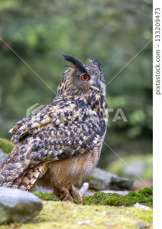Timid Eurasian eagle owl (Bubo Bubo) is sitting in wildlife. Timid Eurasian eagle owl (Bubo Bubo) is sitting in wildlife. 133209473