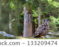 The Eurasian eagle owl (Bubo Bubo) sitting in the deep forest is looking at the camera. 133209474
