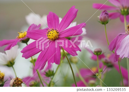Cosmos in full bloom shining in the autumn sunlight Cosmos in full bloom shining in the autumn sunlight 133209535