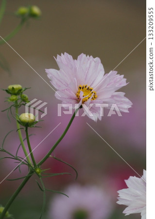 White flower of autumn flower cosmos 133209555