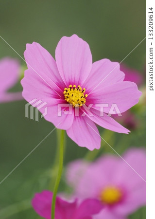 pink petals of autumn flower cosmos 133209614