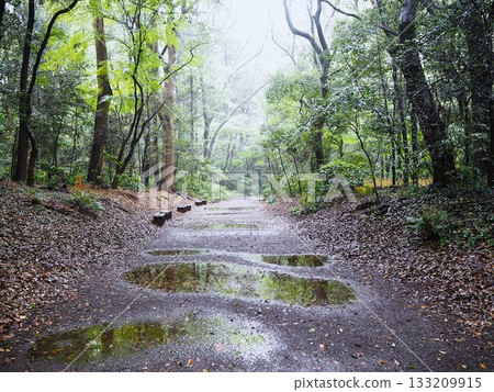 雨後，林間小路籠罩在薄霧之中。 133209915