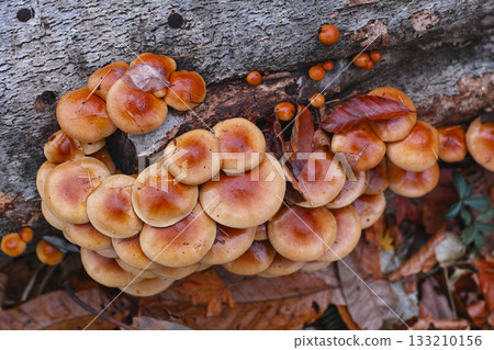 Loggame Neko 133210156