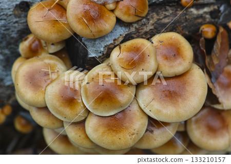 Loggame Neko 133210157