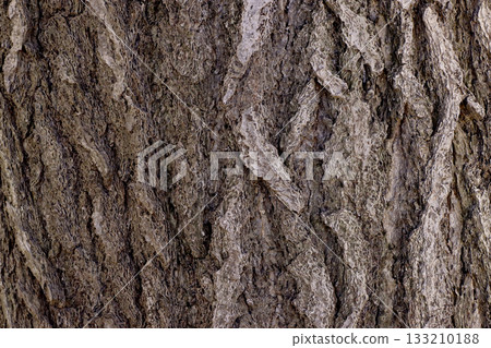 The rough bark of a large ginkgo tree The rough bark of a large ginkgo tree 133210188