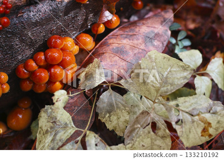 Loggame Neko 133210192