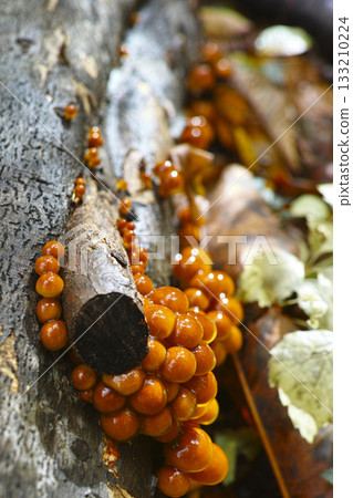 Loggame Neko 133210224