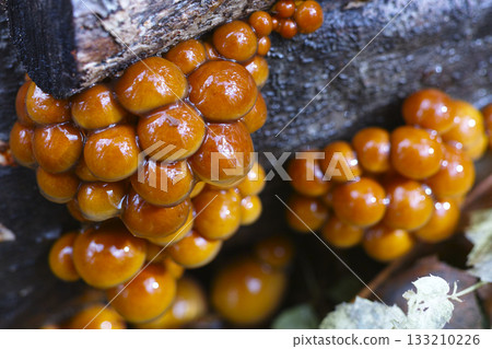 Loggame Neko 133210226