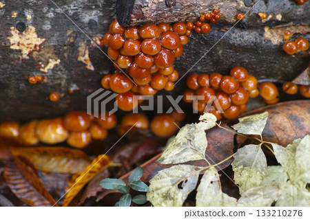 Loggame Neko 133210276