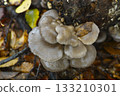 Log-grown Oyster Mushrooms 133210301
