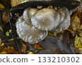 Log-grown Oyster Mushrooms 133210302