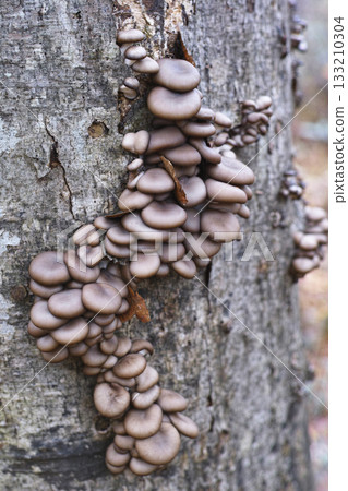 Log-grown Oyster Mushrooms 133210304