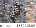 Log-grown Oyster Mushrooms 133210305