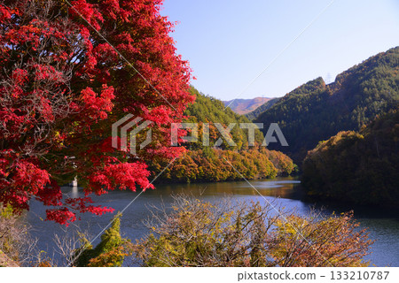 紅葉湖,一萬棵楓樹變色 紅葉湖,一萬棵楓樹變色 133210787