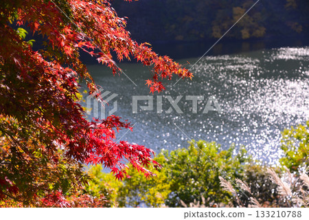 紅葉湖,一萬棵楓樹變色 紅葉湖,一萬棵楓樹變色 133210788