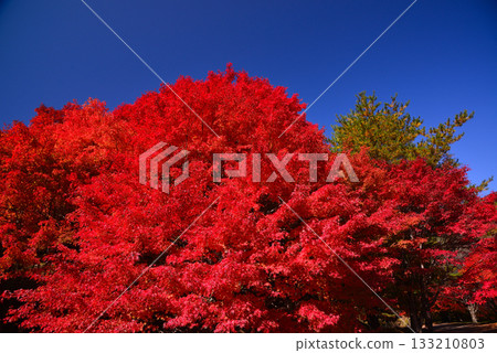 紅葉湖,一萬棵楓樹變色 紅葉湖,一萬棵楓樹變色 133210803