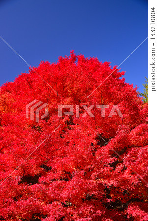 紅葉湖,一萬棵楓樹變色 紅葉湖,一萬棵楓樹變色 133210804