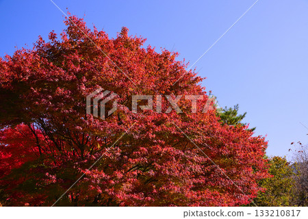 紅葉湖,一萬棵楓樹變色 紅葉湖,一萬棵楓樹變色 133210817