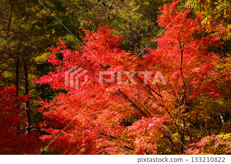 Lake Momiji, where 10,000 maple trees turn color Lake Momiji, where 10,000 maple trees turn color 133210822
