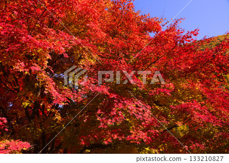 Lake Momiji, where 10,000 maple trees turn color Lake Momiji, where 10,000 maple trees turn color 133210827
