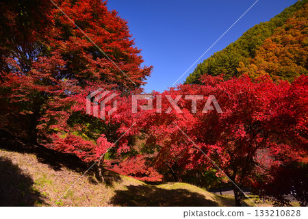 紅葉湖，一萬棵楓樹變色 133210828