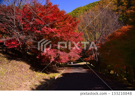 Lake Momiji, where 10,000 maple trees turn color Lake Momiji, where 10,000 maple trees turn color 133210848